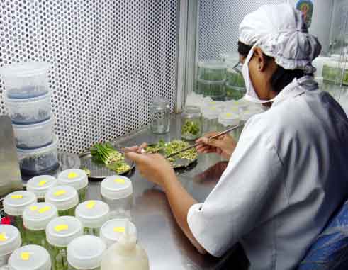 Types of tissue culture image