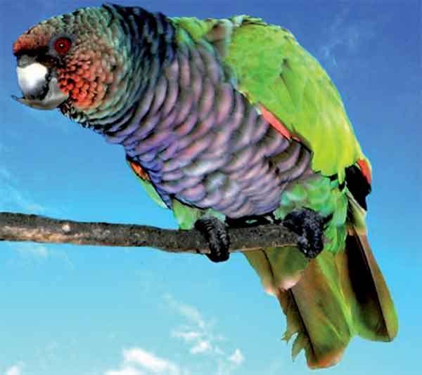 National Bird of Dominica