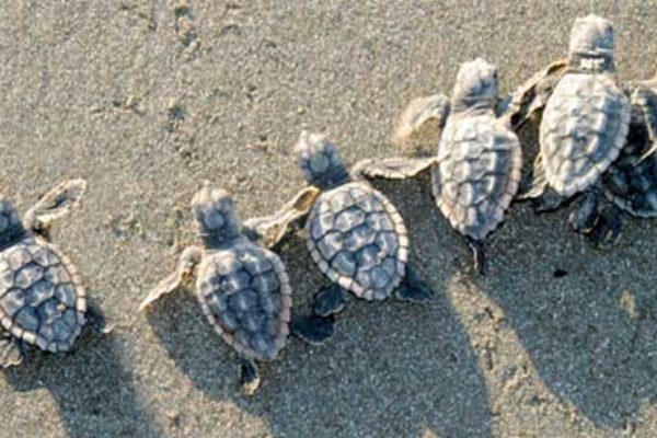 Help the turtles hatchlings to the water at Rosalie Bay, Dominica