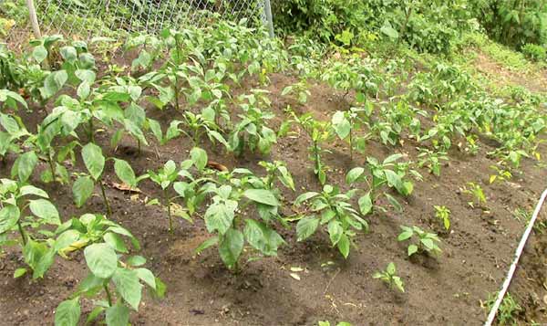 Bell peppers under cultivation at Morne Fortune on a half acre farm of Fimbar Evans