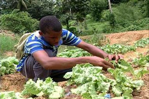 Luring Youth Towards Agriculture