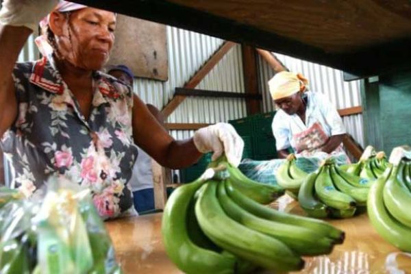 Image: Preparing bananas for export