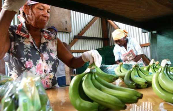 Image: Preparing bananas for export
