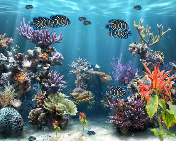 Global Warming Could Kill Coral Reefs - St. Lucia News From The Voice
