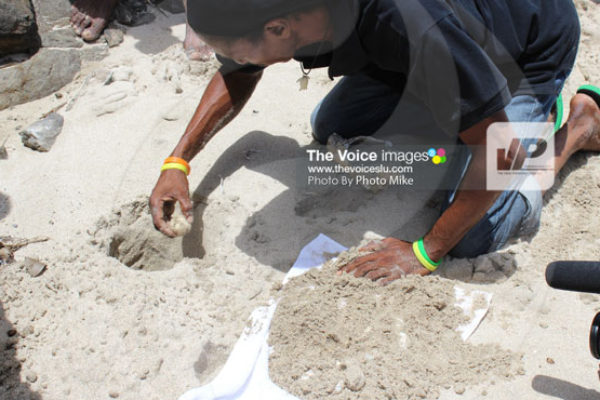 img: The relocation of turtle eggs is a delicate and scientific exercise. The group came upon several turtle eggs that needed to be relocated because the nest they were in was struck by erosion from high tides.