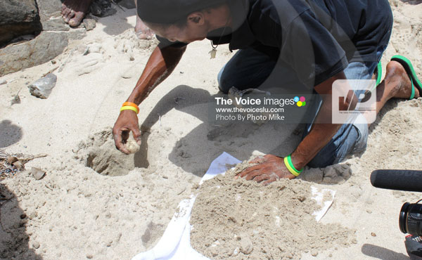 img: The relocation of turtle eggs is a delicate and scientific exercise. The group came upon several turtle eggs that needed to be relocated because the nest they were in was struck by erosion from high tides.