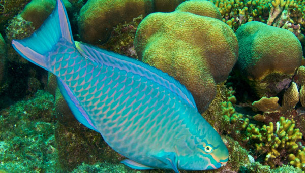 Image of a Parrotfish
