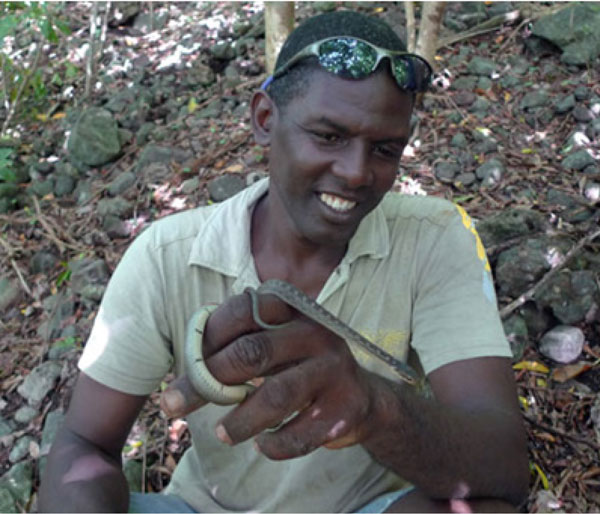 img: Stephen Lesmond of the Forestry Department holding the Saint Lucia racer snake, unique to St. Lucia and critically endangered, now only survives on the offshore island of Maria Major. Credit: Toby Ross/Durrell Wildlife.