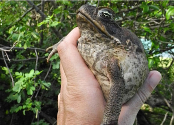 img: The cane toad was introduced to Saint Lucia with  devastating consequences.                                  Credit: FFI.