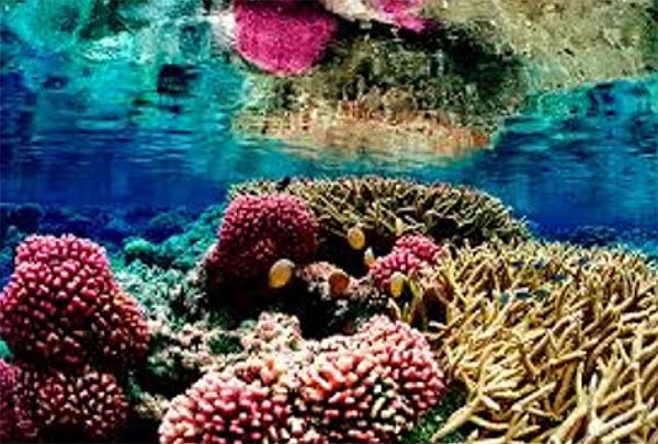 Image of Coral reefs