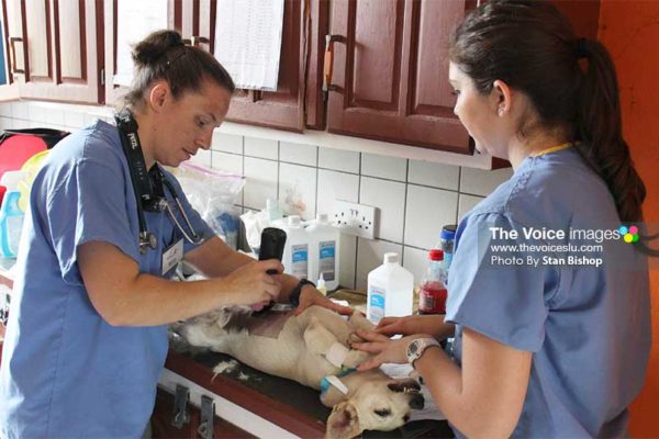 Image of volunteers prepping one of the dogs for surgery last Saturday. [PHOTO: Stan Bishop]
