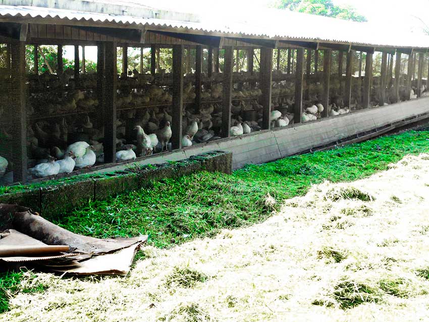 Image: The perennial shortage of eggs especially during the Christmas season is partly due to the lack of a functioning cooperative, one egg farmer says.