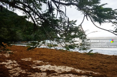 Image of Sargassum on Reduit Beach shoreline