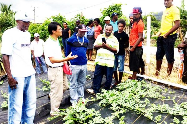 Image: Taiwan Assists Farmers In Cantaloupe Production