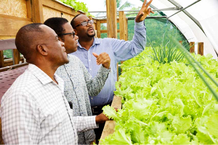 Image: Minister Dean Jonas and distinguished colleagues inspect crop production using aquaponics. (Photo:OECS)