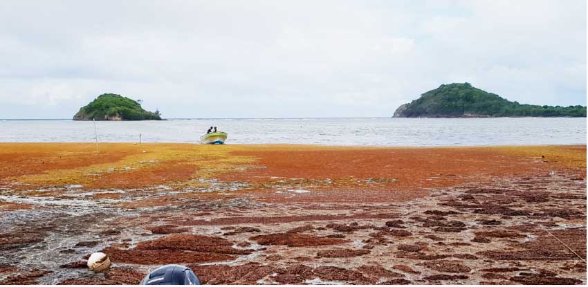 Image: Wide Sargasso Sea at Praslin Bay in Saint Lucia