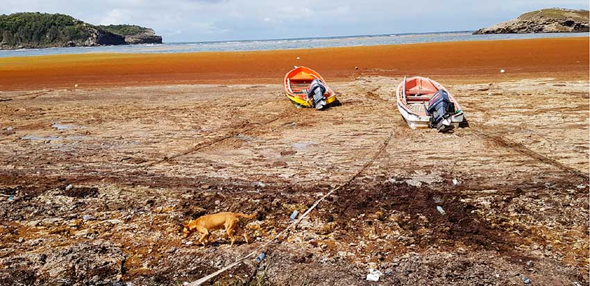 Image: The golden sandy beaches of yesterday and yesteryear are now covered in Sargassum seaweed, making it impossible for many to today enjoy pastimes they grew-up with.