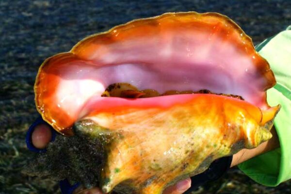 Image: The Queen Conch has been listed by CITES as a species for which trade must be controlled to avoid extinction.