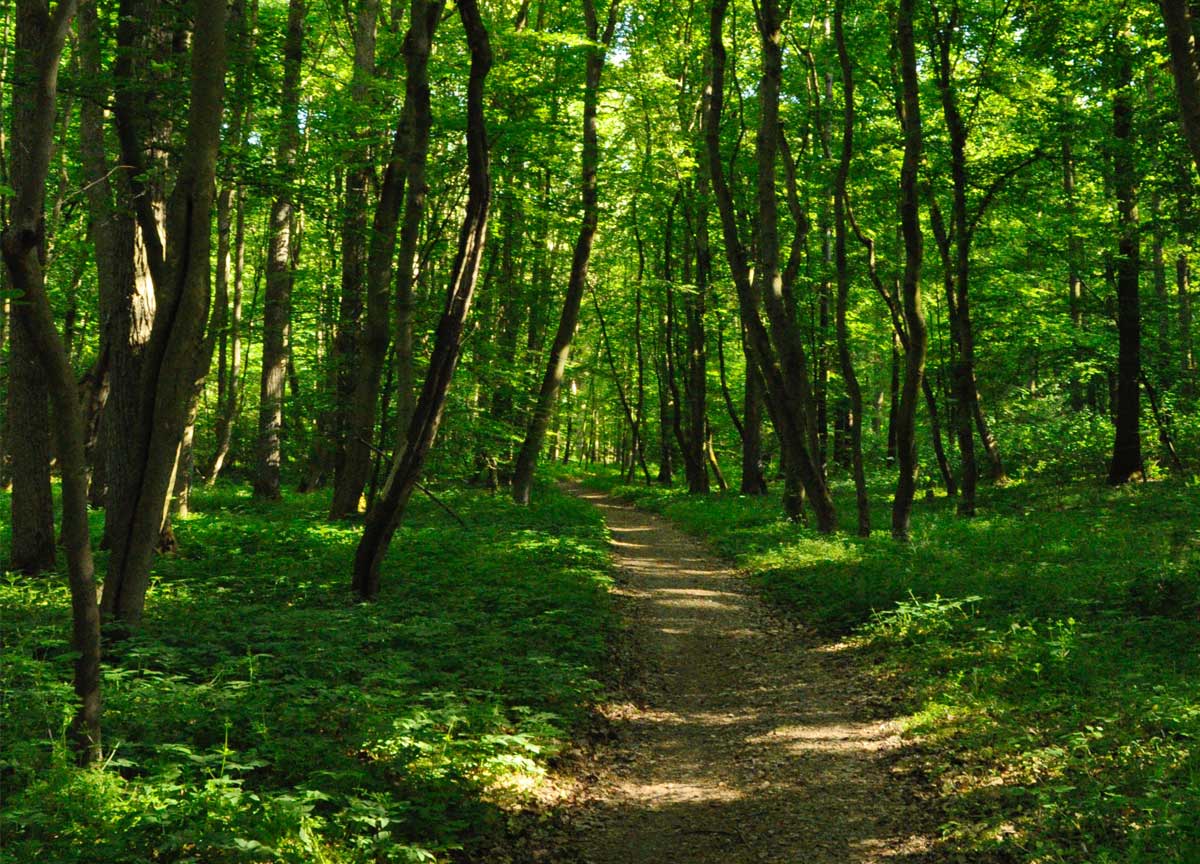 INVITATION TO TENDER — Integrated Ecosystems Management and Restoration of Forests - Vimarsana News