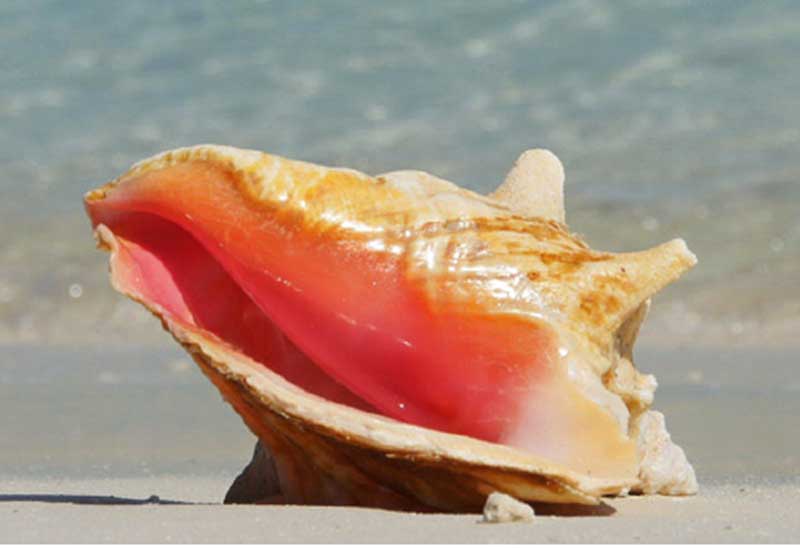 Moving the Queen Conch Industry Forward! - The Voice St. Lucia News