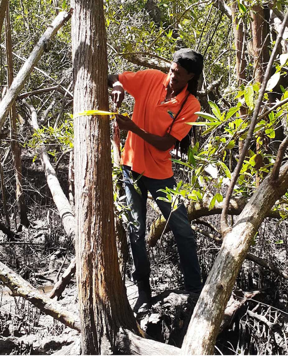 Mangrove assessment measuring trees 2 Vincent clarke