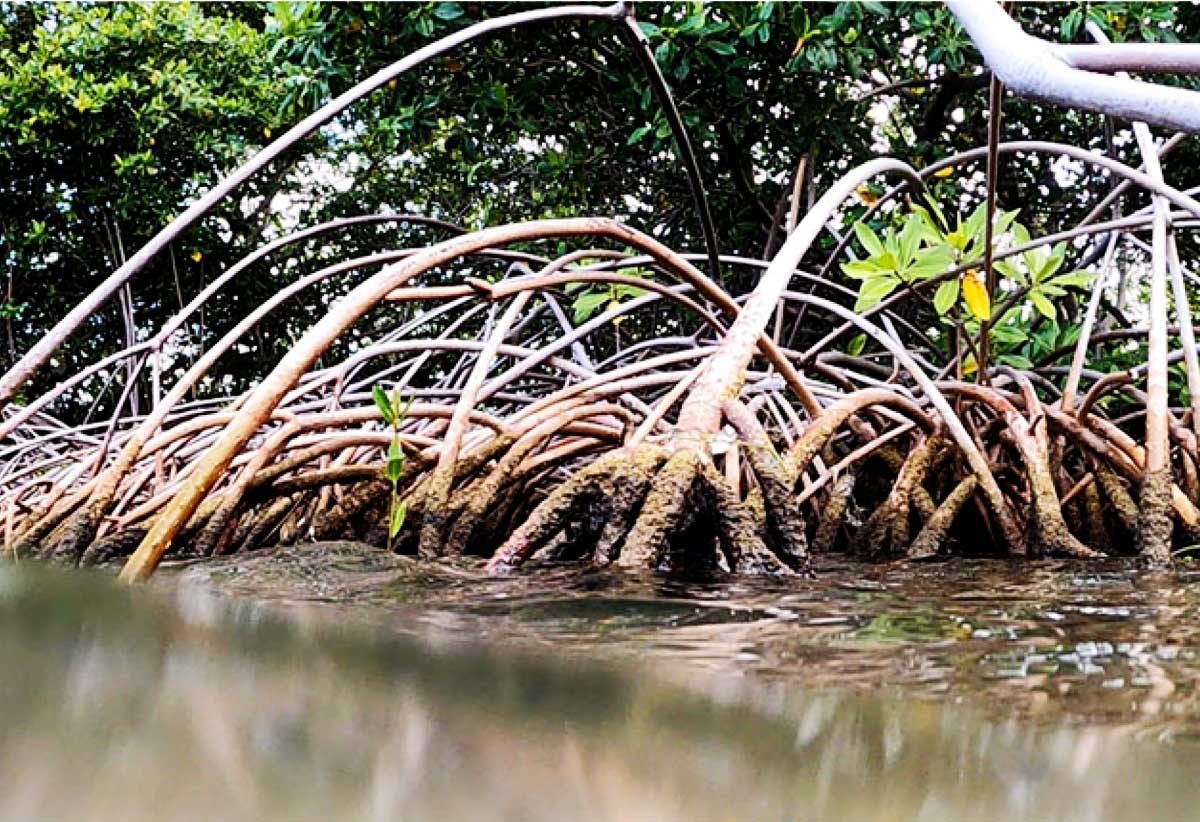 The OECS Recognises World Wetlands Day, 2022 - The Voice St. Lucia News