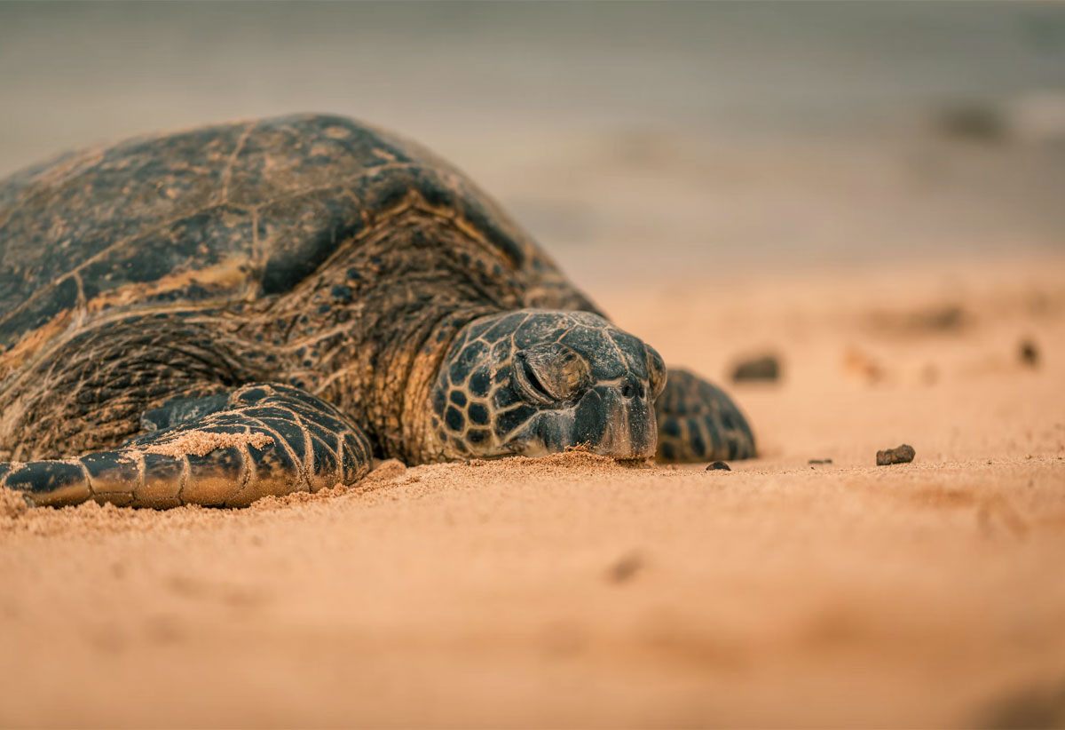 annual-mean-number-of-sea-turtle-interactions-during-the-periods