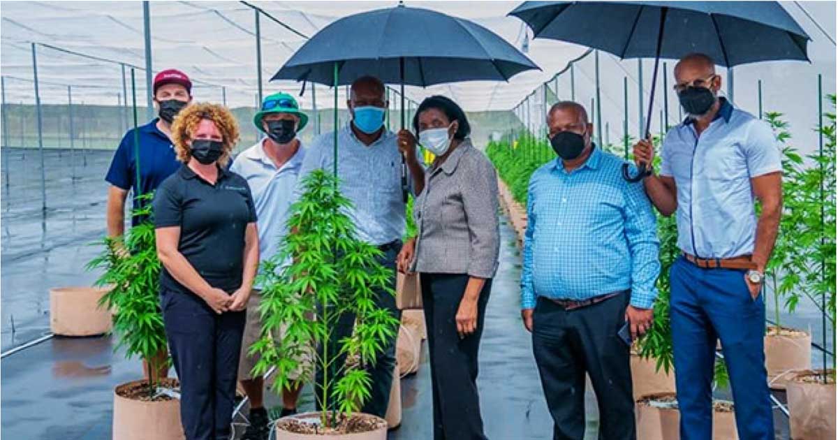 Minister Emma Hippolyte (third from right) on the cannabis tour in SVG