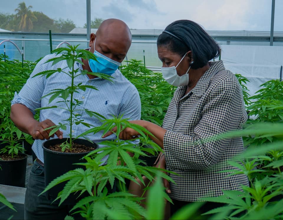 Saint Lucia Delegation Tours St. Vincent and the Grenadines Cannabis establishments - Vimarsana News