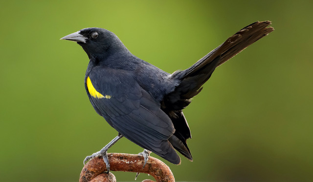 International Ornithological Conference Heads to Puerto Rico - St. Lucia News From The Voice - Vimarsana News