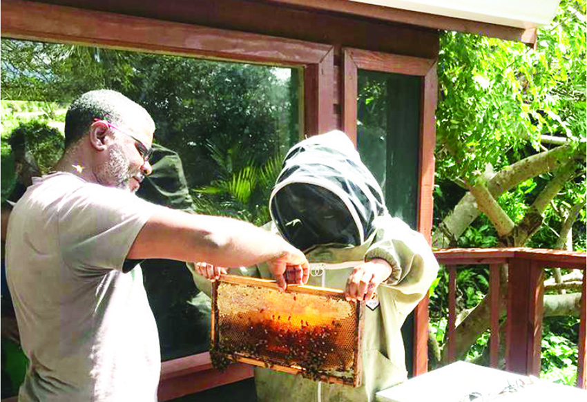 Hybridization of bees in St. Lucia and the importance of health and safety in beekeeping - Vimarsana News