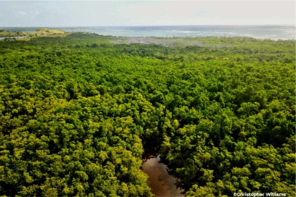 Aerial photo of the mangrove- credited to Christopher Williams.