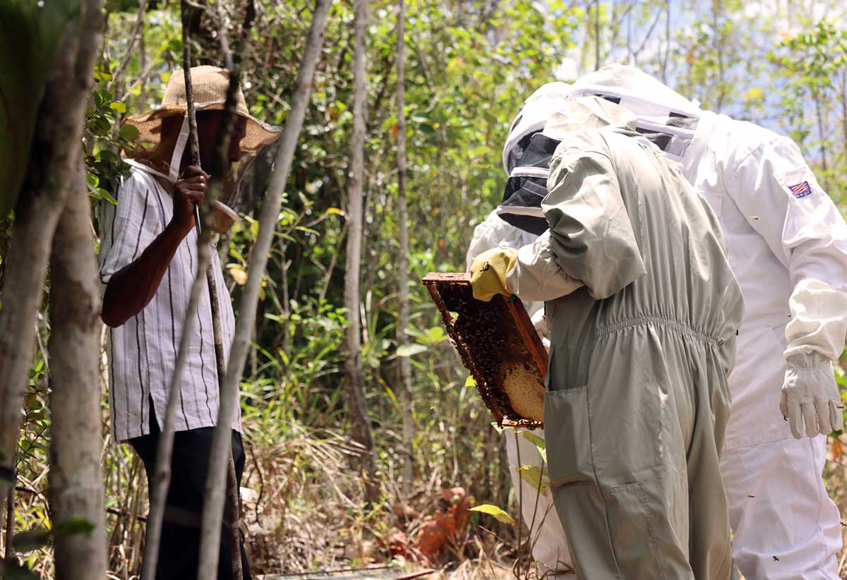 Saint Lucia Moves Closer to Exporting Local Honey - St. Lucia News From The Voice - Vimarsana News