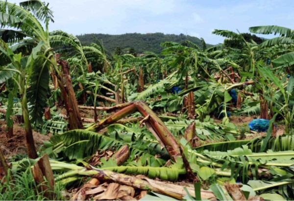 75% of Banana Industry Severely Damaged by Tropical Storm Bret ...