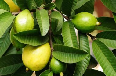 Small guavas and leaves