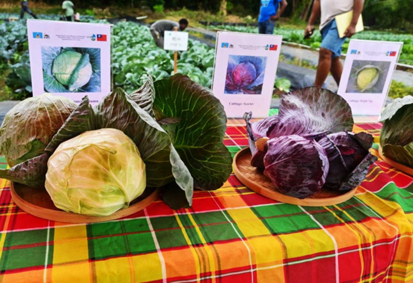 Varieties of cabbage for the trial were Bright Top, Summer Autumn, and Scarlet.