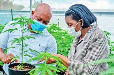 Commerce Minister Emma Hippolyte on a tour of a cannabis planation in St Vincent and the Grenadines