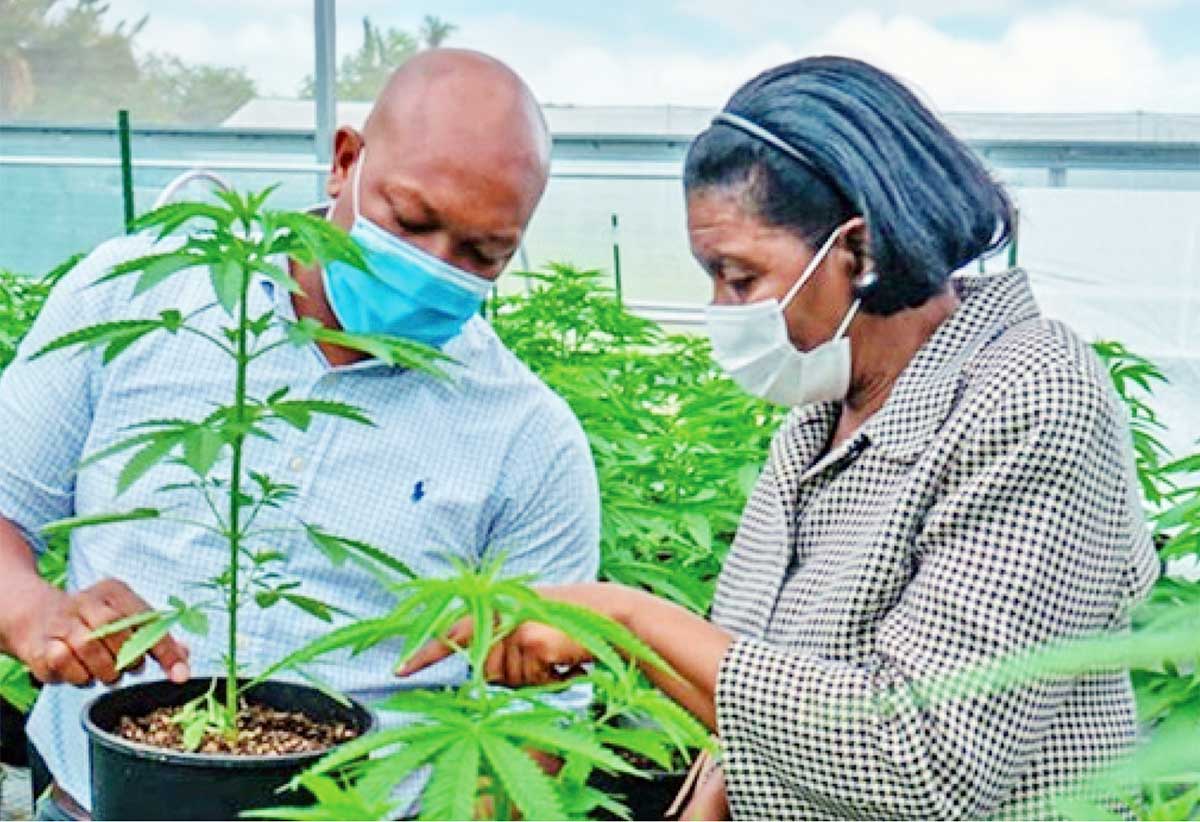 Commerce Minister Emma Hippolyte on a tour of a cannabis planation in St Vincent and the Grenadines