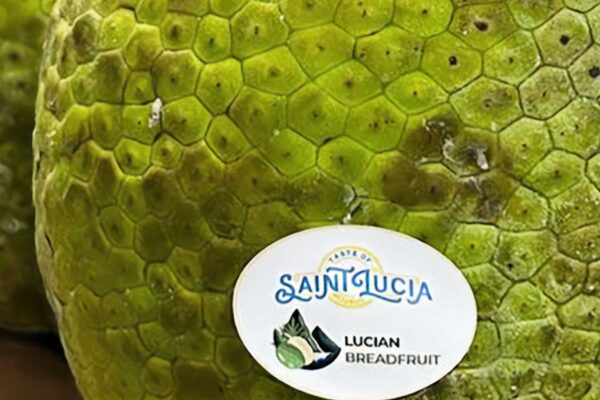 Saint Lucian Breadfruit