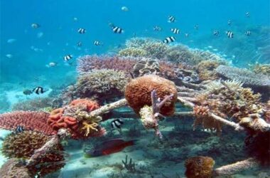 Biorock technique in progress on Gili Islands. Source: GiliEcoTrust.com