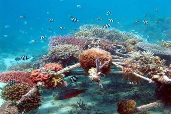 Biorock technique in progress on Gili Islands. Source: GiliEcoTrust.com