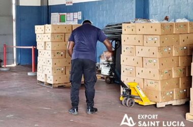 Export Saint Lucia has been pivotal in assisting farmers to distribute their produce