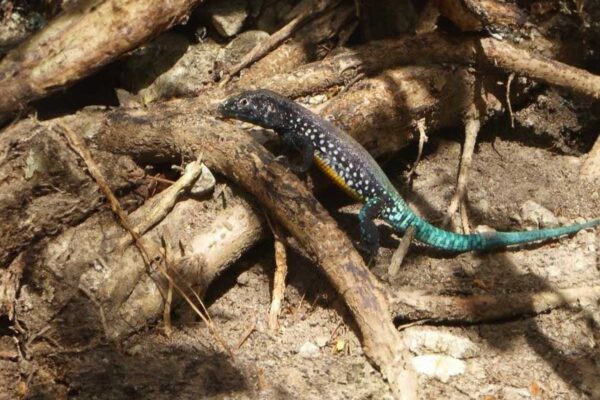 The St. Lucia Whip Tail Lizard