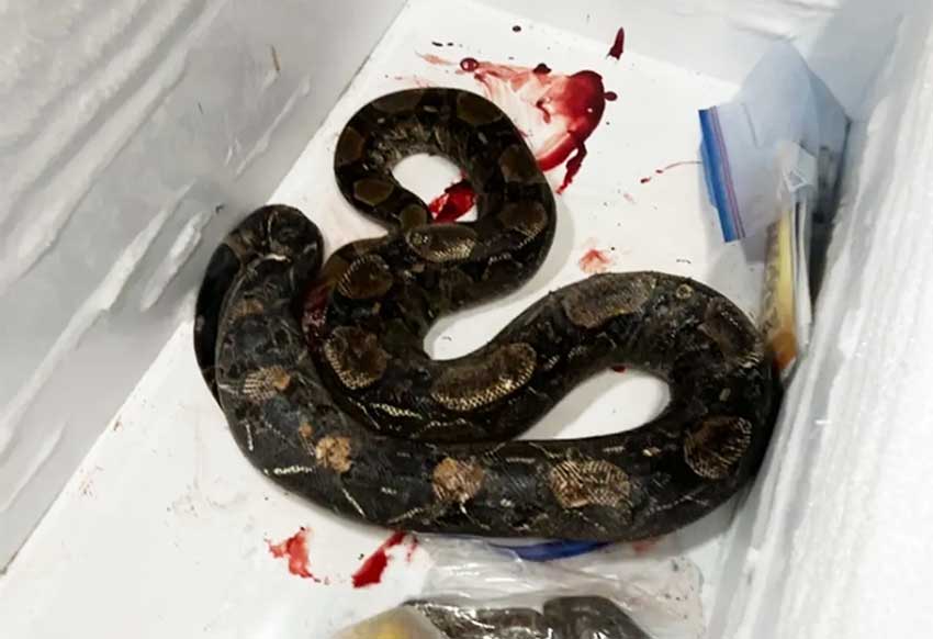 Public Statement on the Killing of Saint Lucia Boas