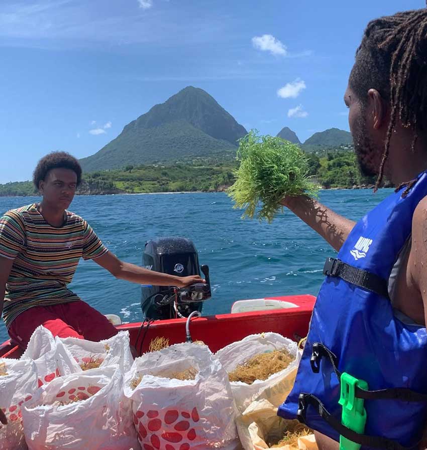 Improved seamoss farming under CoastFish Project