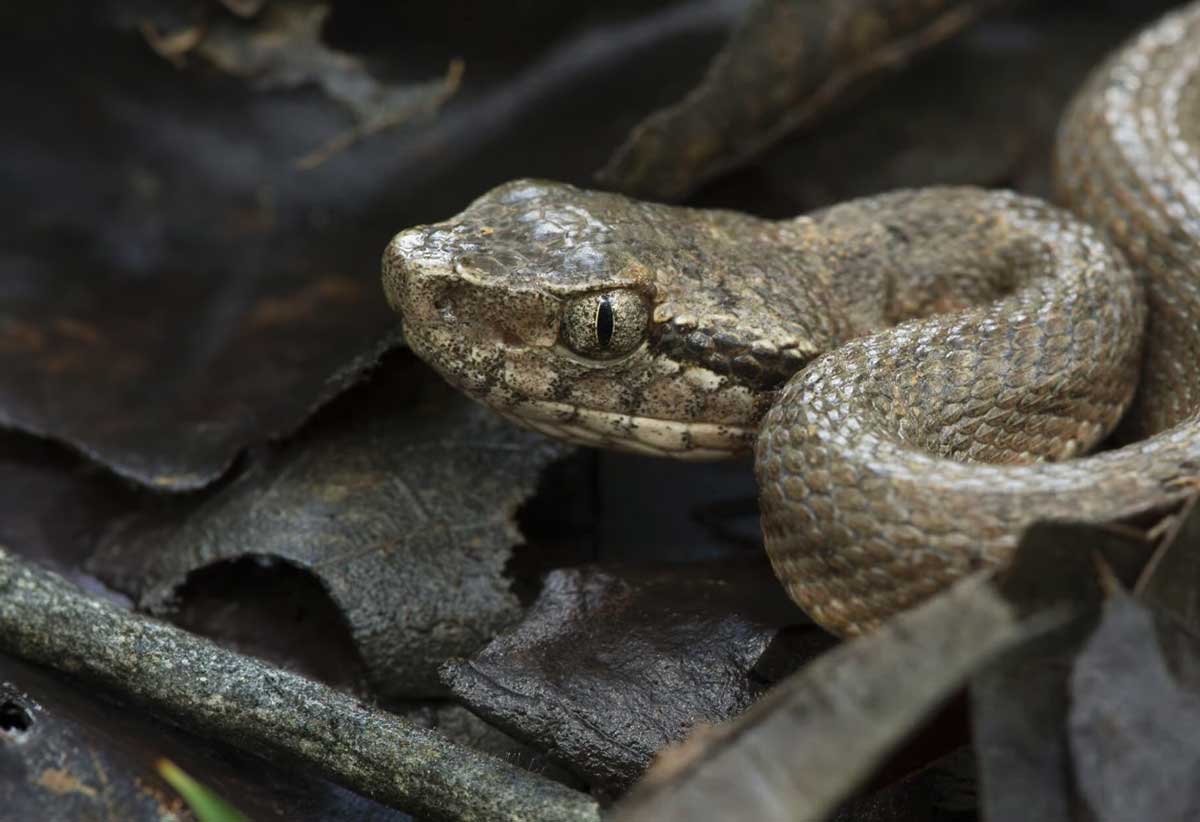 The Snakes Are Coming