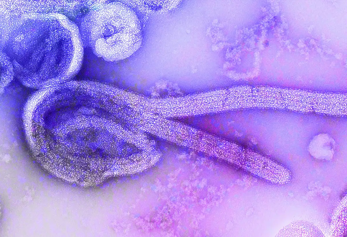 Ebola Again?