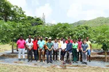 Mr. Johnson Yang, Senior Production Specialist at the Taiwan Technical Mission (TTM) in Saint Lucia, with Mr. Daniel Lee, Chief of the TTM; Mr. Hugo Lo, Senior Specialist at the TTM; Mr. Johnson Yang, Senior Production Specialist at the TTM; and Mr. Edward Wilson, Technical Production Officer for the Seven Crops Project; with other participants at the workshop focusing on papaya at the TTM’s demonstration farm at Union, Castries.