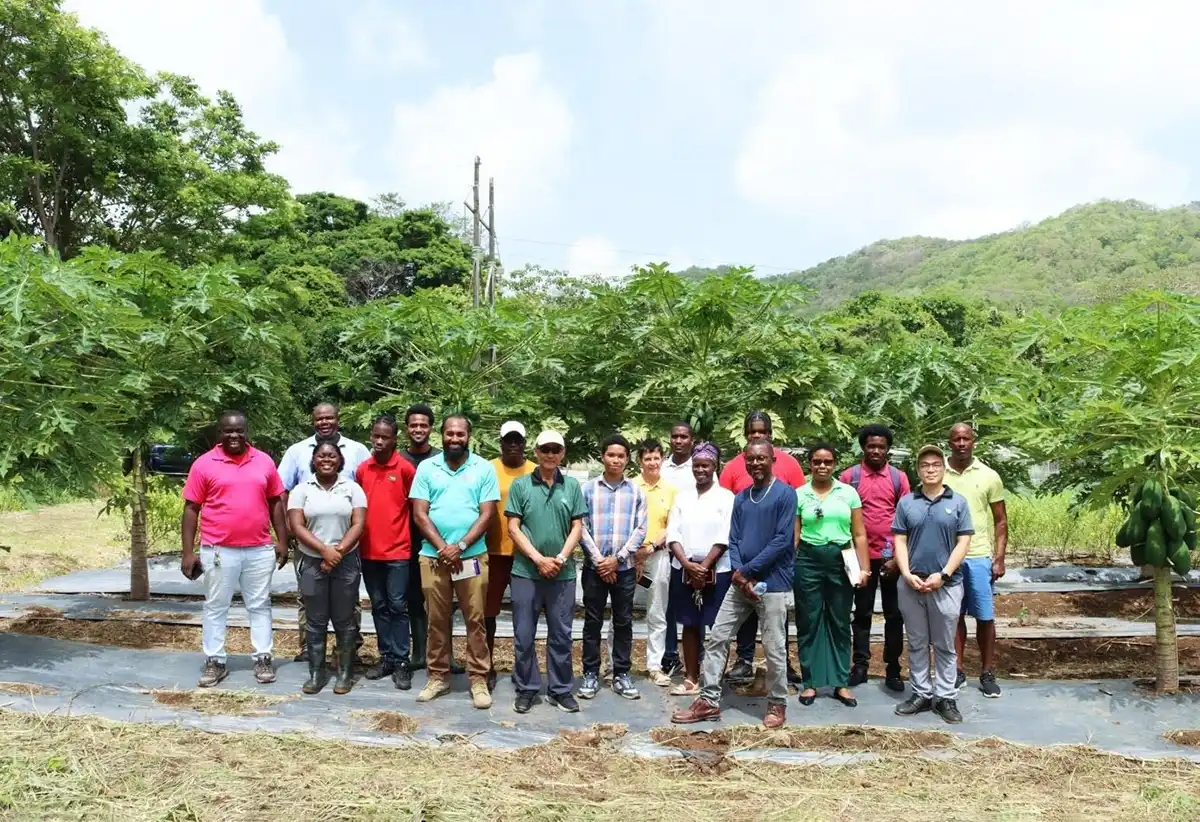 Mr. Johnson Yang, Senior Production Specialist at the Taiwan Technical Mission (TTM) in Saint Lucia, with Mr. Daniel Lee, Chief of the TTM; Mr. Hugo Lo, Senior Specialist at the TTM; Mr. Johnson Yang, Senior Production Specialist at the TTM; and Mr. Edward Wilson, Technical Production Officer for the Seven Crops Project; with other participants at the workshop focusing on papaya at the TTM’s demonstration farm at Union, Castries.