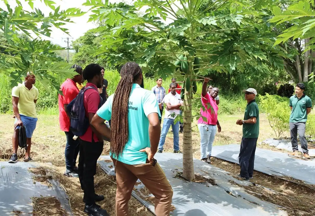 Mr. Johnson Yang, Senior Production Specialist at the TTM, second from right, explaining how proper pruning and spacing between papaya trees can enhance bountiful harvest of the crop.